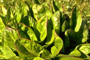 Oseille © Secrets de plantes