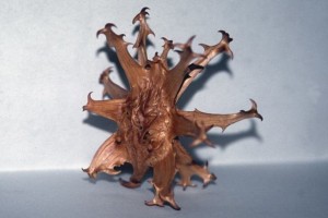 harpagophytum © Secrets de plantes