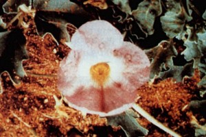 Harpagophytum © Secrets de plantes