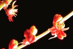 Fleurs d'oseille © Secrets de plantes