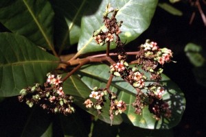 Anacardier © Secrets de plantes