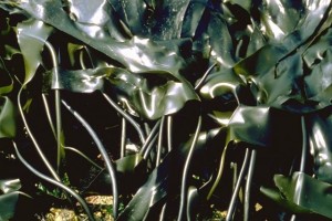 laminaires © Secrets de plantes