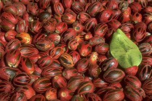 Noix de muscade © Secrets de plantes