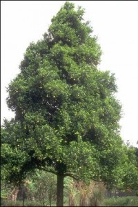 Muscadier © Secrets de plantes