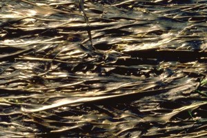 Algues pophyra © Secrets de plantes