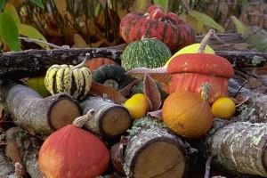 Courges © Secrets de plantes