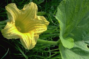 Fleur de courge © Secrets de plantes