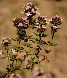 Thym © Secrets de plantes