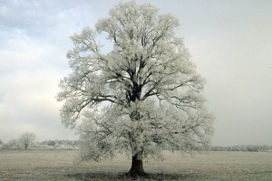 arbre généalogique