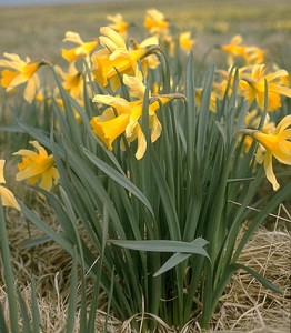 Jonquille © Secrets de plantes