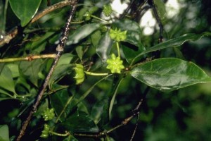 Badianier © Secrets de plantes