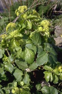 Maceron © Secrets de plantes