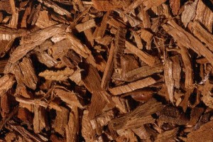 racines de sassafras © Secrets de plantes