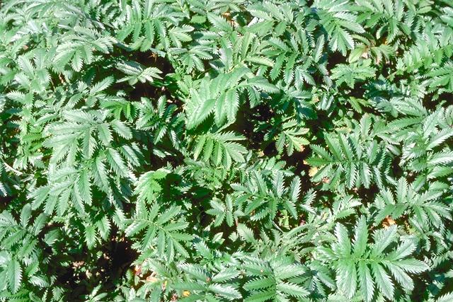 Ansérine © Secrets de plantes