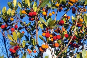 Arbousier © Secrets de plantes