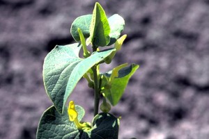 Aristoloche © Secrets de plantes