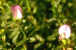 arrête-boeuf © Secrets de plantes