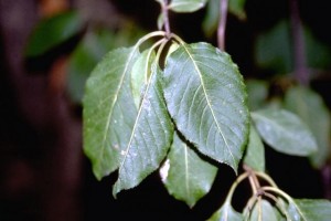 viburnum © secrets de plantes