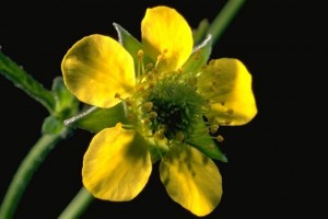 la benoîte © Secrets de plantes