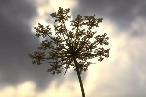 La grande berce © Secrets de plantes