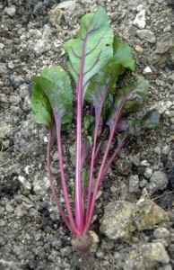 betterave rouge © Secrets de plantes