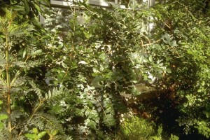 Boldo ©Secrets de plantes