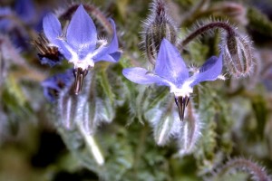 Bourrache © Secrets de plantes