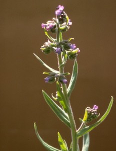 buglosse © Secrets de plantes