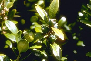 Buis © Secrets de plantes