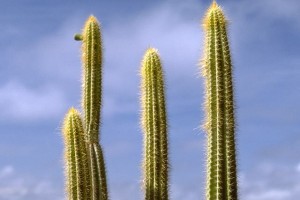 Cereus grandiflorus Mill © Secrets de plantes