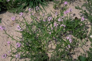 caquillier © Secrets de plantes