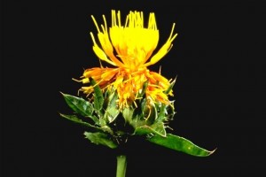 carthame © Secret de plantes