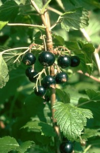 cassis © Secrets de plantes