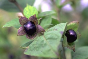 Belladone © Secrets de plantes