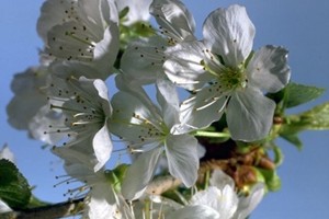 fleurs de cerisier © Secrets de plantes