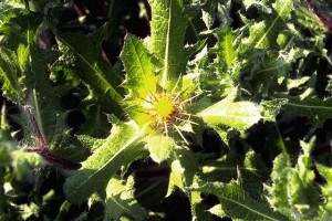 chardon béni © Secrets de plantes