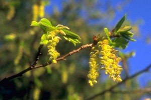 les chatons du charme © Secrets de plantes