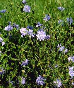 Chicorée © Secrets de plantes