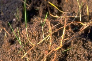 Chiendent © Secrets de plantes