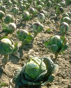 choux © Secrets de plantes