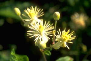 clématite © Secrets de plantes