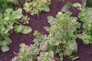 Cochléaire © Secrets de plantes