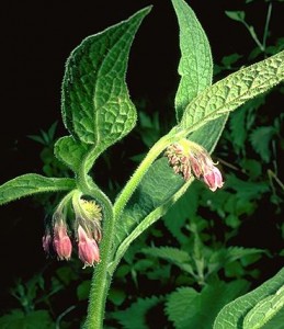 Consoude © Secrets de plantes