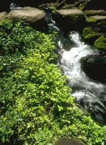 Cresson © Secrets de plantes