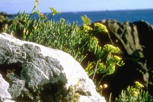 Criste marine © Secrets des plantes