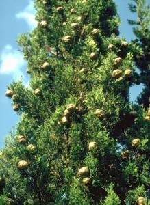 Cyprès © Secrets de plantes