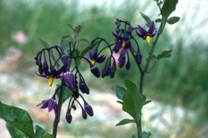 douce amère © Secrets de plantes