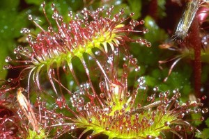 drosera © Secrets de plantes