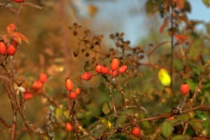 églantier © Secrets de plantes