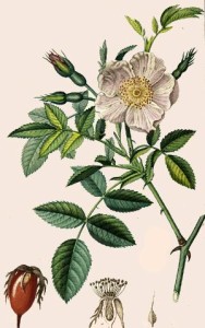 Eglantier